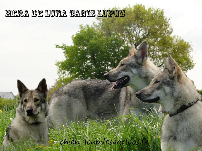 Héra De Luna Canis Lupus