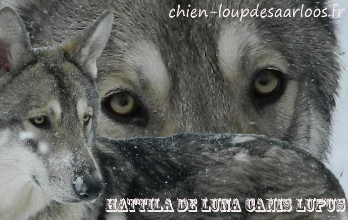 Hattila De Luna Canis Lupus