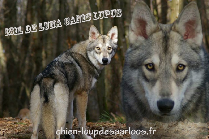 Isil De Luna Canis Lupus