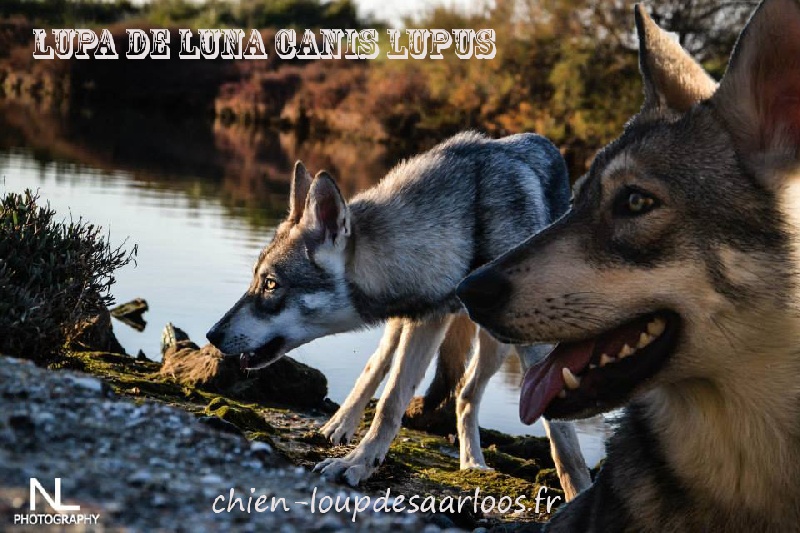 I'lupa De Luna Canis Lupus
