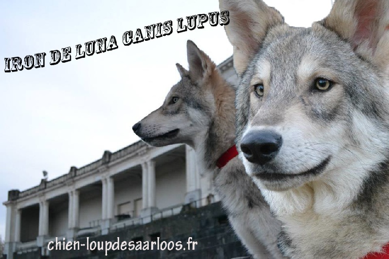 Iron throne direwolf De Luna Canis Lupus