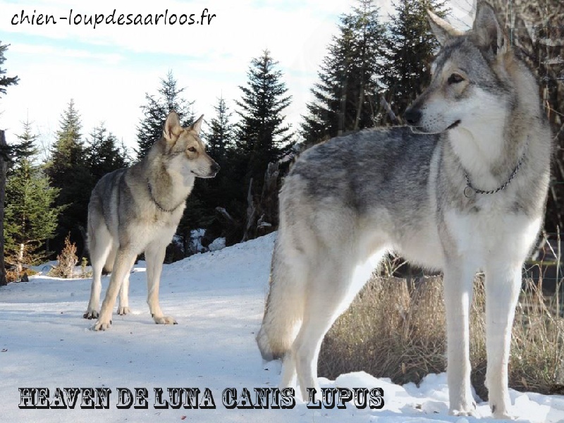 Heaven De Luna Canis Lupus