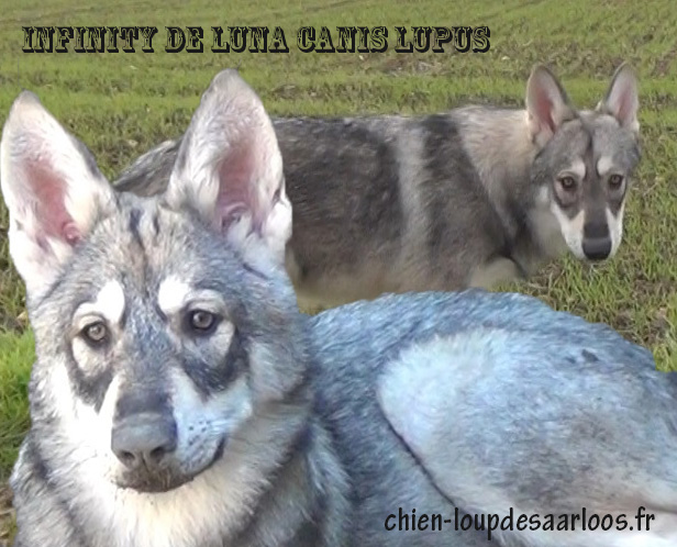 Infinity De Luna Canis Lupus