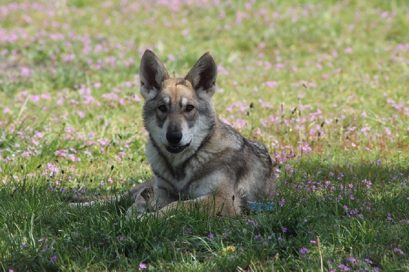 Janko dit ites De Luna Canis Lupus