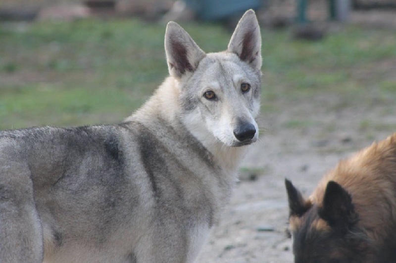 Jépa princess of winter De Luna Canis Lupus