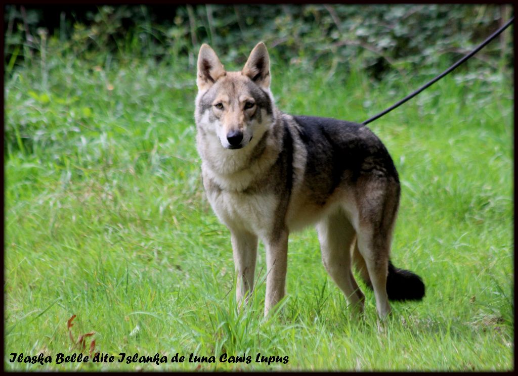 CH. Ilaska-belle dite islanka De Luna Canis Lupus