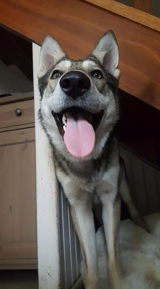 Luppi ace j De Luna Canis Lupus