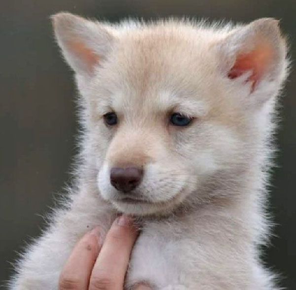 Maserati wonderful De Luna Canis Lupus