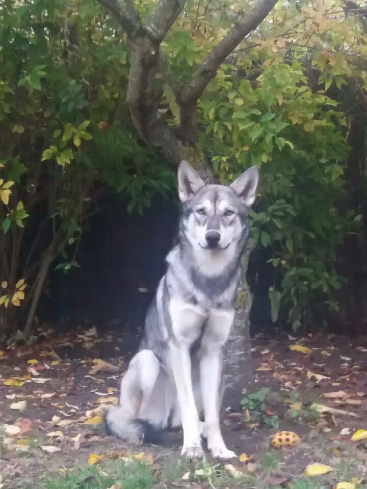 Loca De Luna Canis Lupus