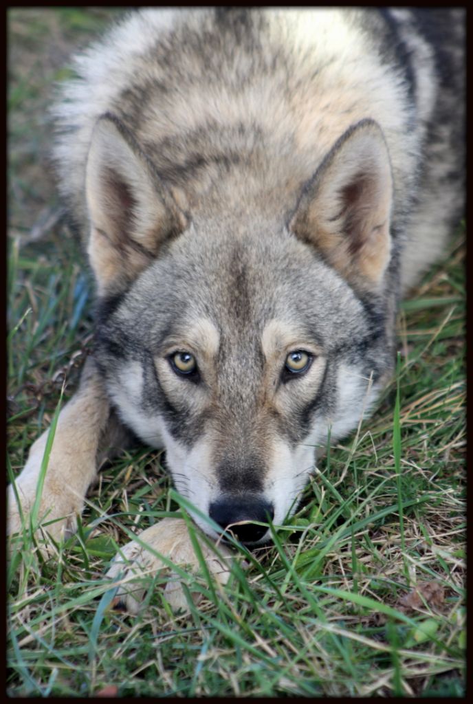 CH. Nawa De Luna Canis Lupus