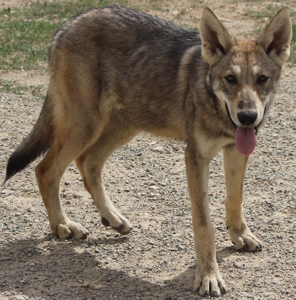 Olana De Luna Canis Lupus