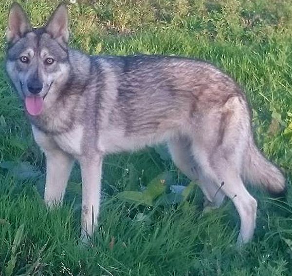 Lotta De Luna Canis Lupus