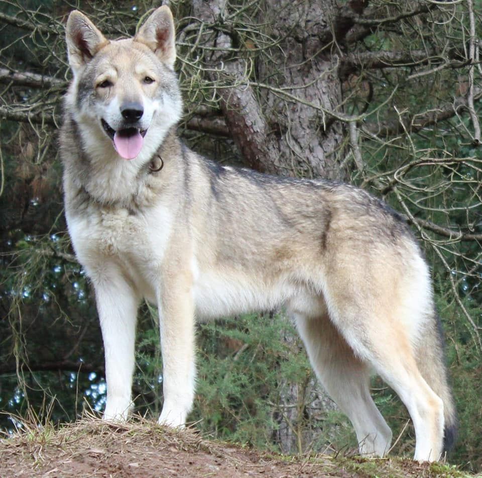 CH. Logan wolf dit lerkhan De Luna Canis Lupus