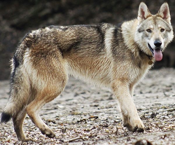 Pti loup De Luna Canis Lupus