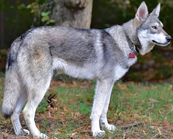 Pandora De Luna Canis Lupus