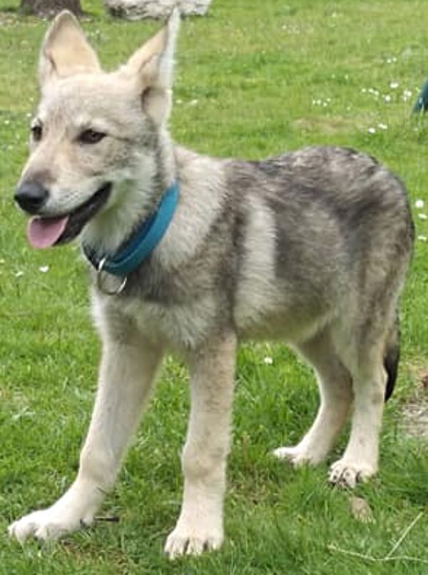 Pepite De Luna Canis Lupus
