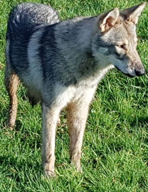 Plume De Luna Canis Lupus
