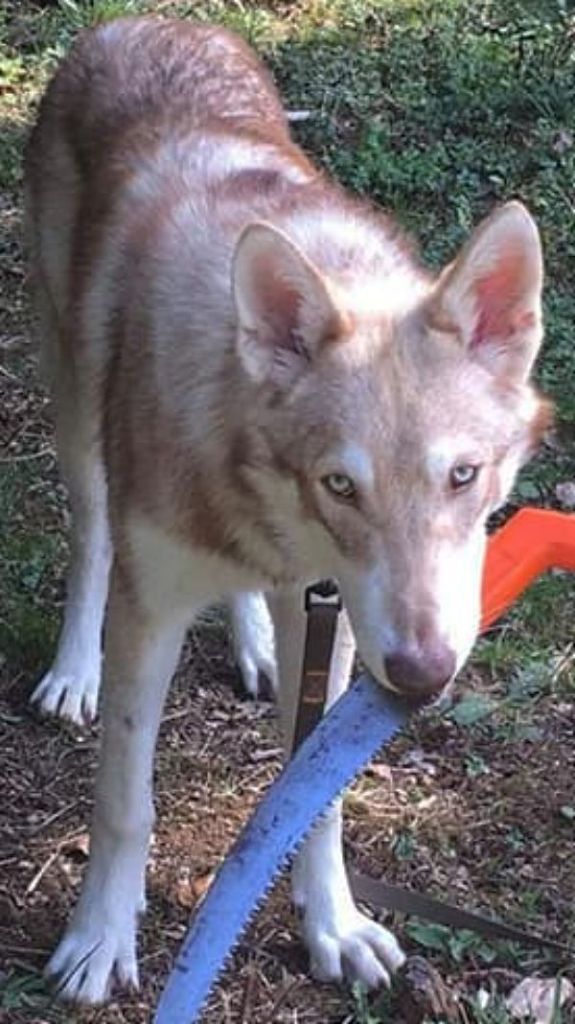 Ourkann De Luna Canis Lupus