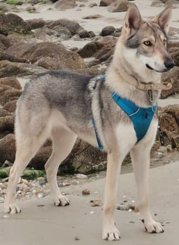 Ortie De Luna Canis Lupus