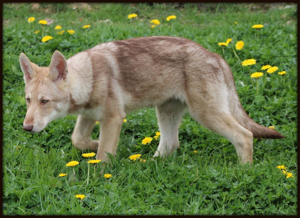 De Luna Canis Lupus - Chien-loup de Saarloos - Portée née le 20/12/2016